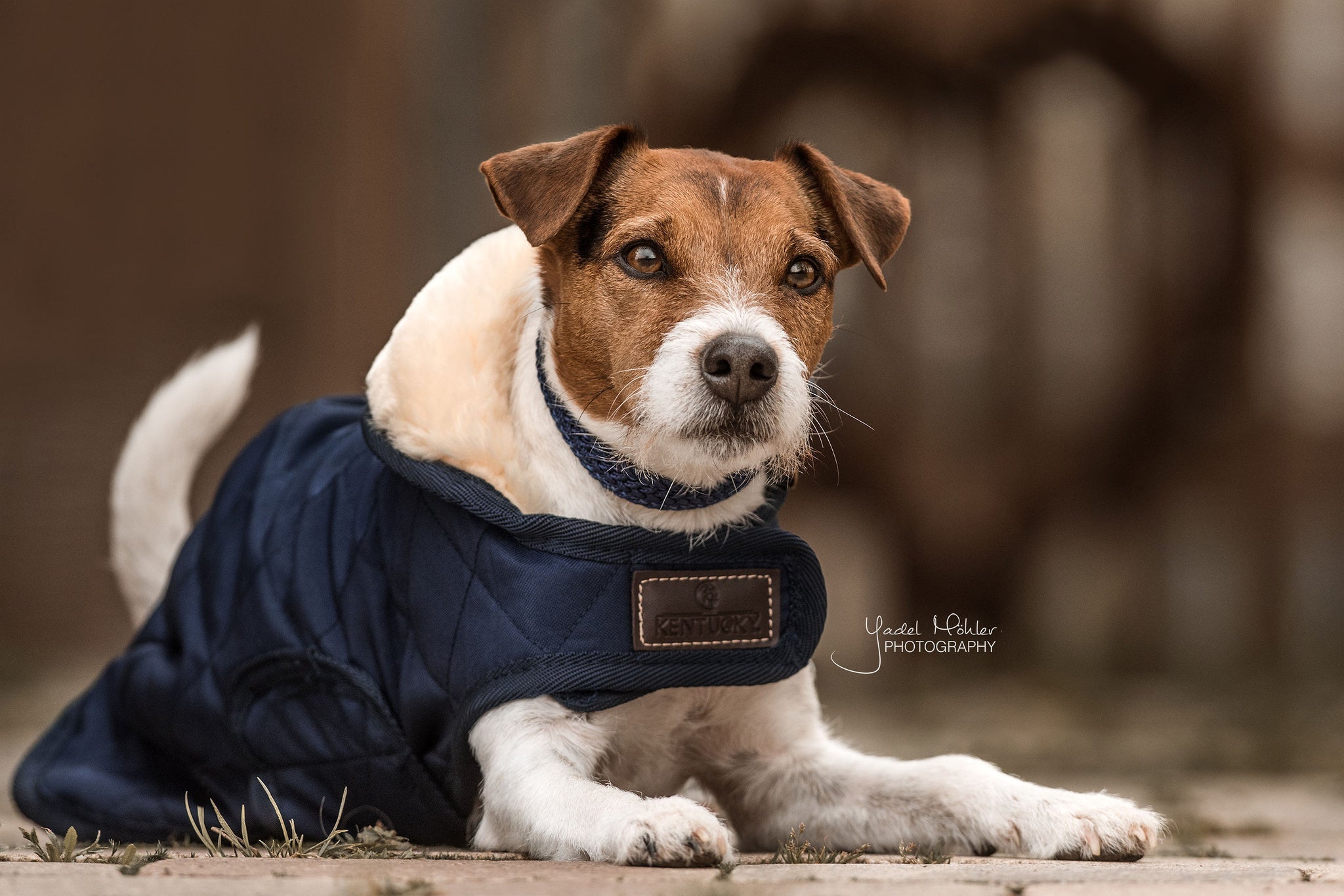 Kentucky, Equiline and Hugo Hudson. The range includes dog jumpers and fleeces, waterproof coats and rain Mack’s, fluorescent and light reflective as well as Kentucky’s luxury faux rabbit fur lined coats in a variety of colours to fit all size dogs. 