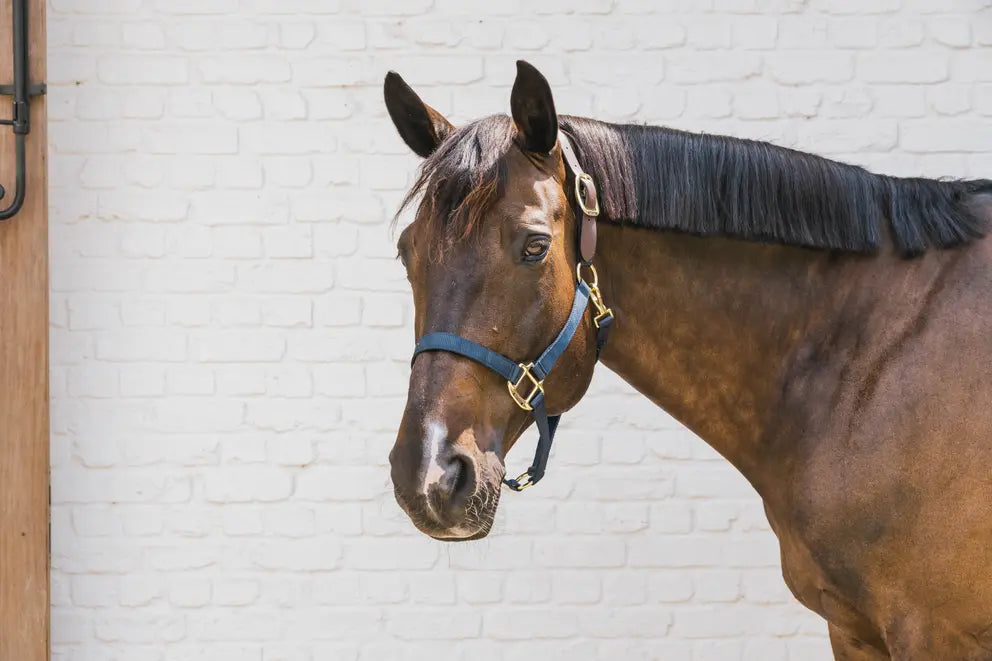 Kentucky Safety & Pasture Halter Breakaway
