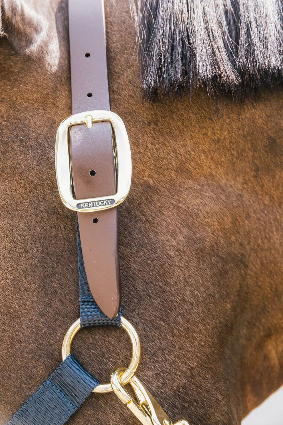 Kentucky Safety & Pasture Halter Breakaway