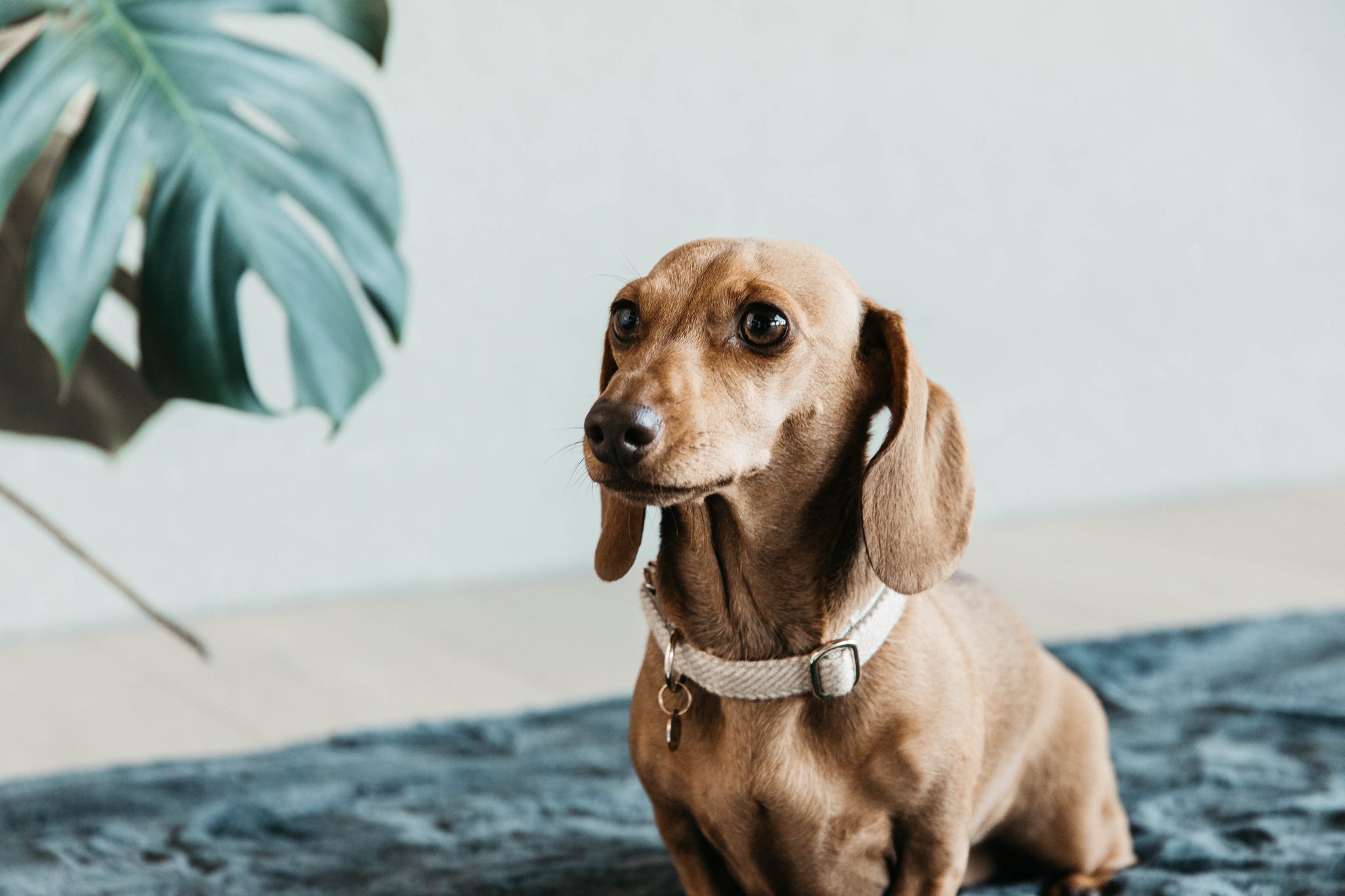 This Kentucky Dog Collar Wool will give your dog a sophisticated look in any circumstances! The diagonal stipe fabric on the outside gives it a wool like aspect, without using any animal ingredient. On the inside, the collar is reinforced with nylon to assure comfort and extra strength.
