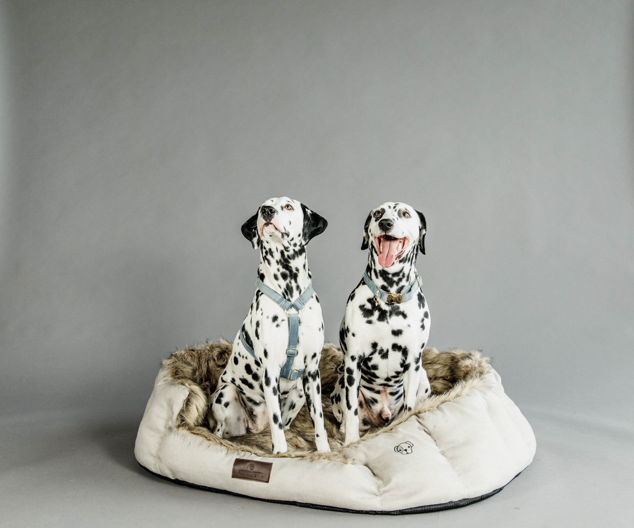 The Kentucky Dog Bed Cave will make your dog feel very cozy and spoiled. Made of comfortable and super soft racoon faux fur on the inside, this bed will ensure your dog feels snug when curling up for a snooze.