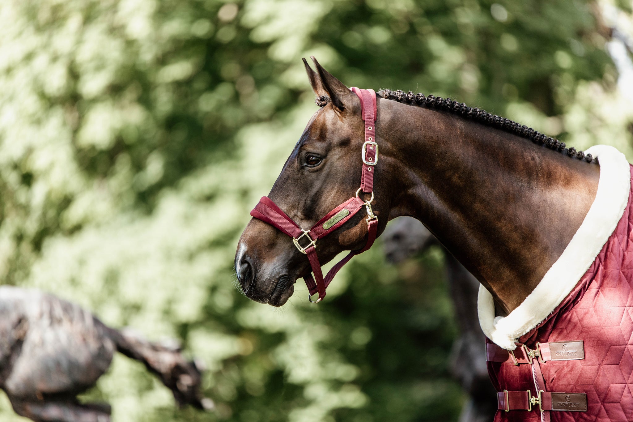 The Kentucky Velvet show rug in the shade Bordeaux. This rug is made with 160g filling, and lined with faux rabbit fur lining to give your horse the perfect shiny coat. Finished with a cream sheepskin binding round the front of the rug, to help prevent rubbing on the chest, neck and mane.