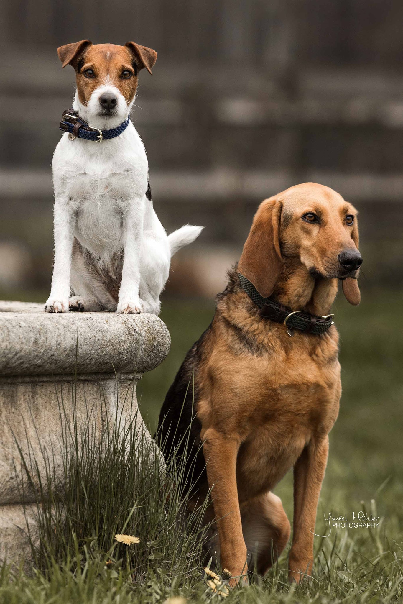 The Kentucky Plaited Nylon Dog Collar is made of artificial leather on the back and the buckle / end (100% animal and vegan friendly) and has a nylon braided design on the face. The dog collar features a gold buckle and ring to attach to the matching Kentucky Plaited Nylon Dog Lead. The small hanger with Kentucky Dog Paw logo can be engraved with your dog&