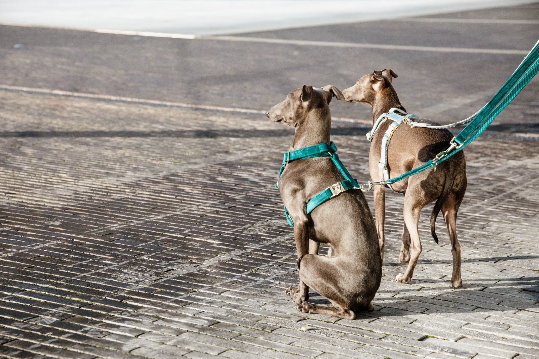 Kentucky Velvet Emerald Dog Harness