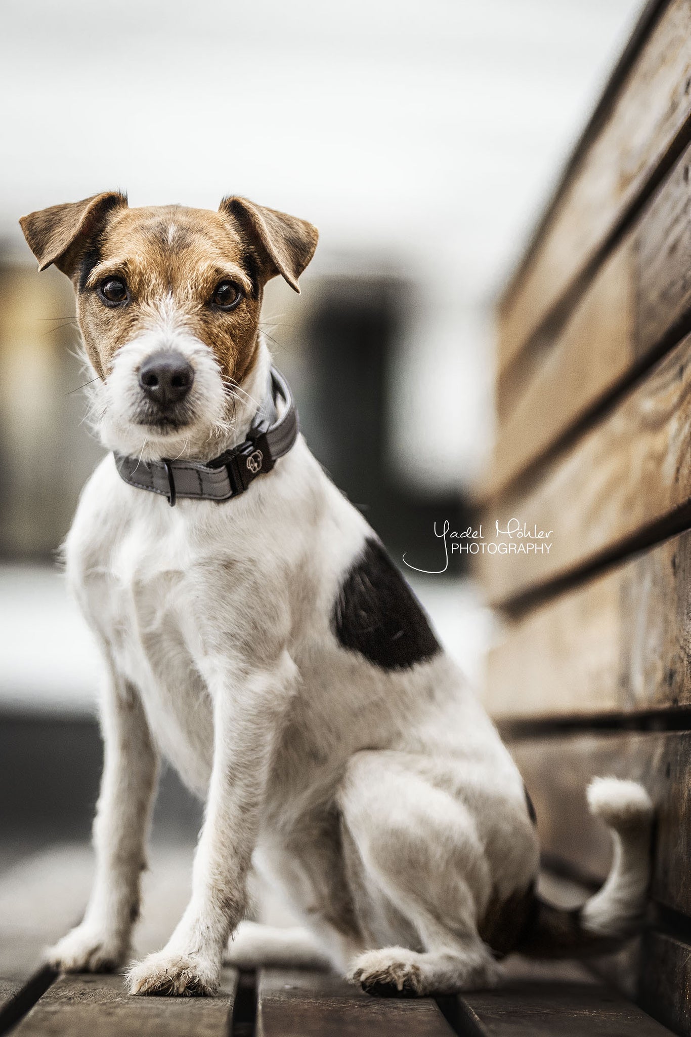 Ensure your dog maximum visibility and safety with the Kentucky Dog Collar Reflective! Strong and comfortable for your dog, this dog collar is 100% reflective while being classy and discrete. The Dog CollarReflective features a ring to attach our matching Dog Lead Reflective . The small hanger with Kentucky Dog Paw logo can be engraved with your details.