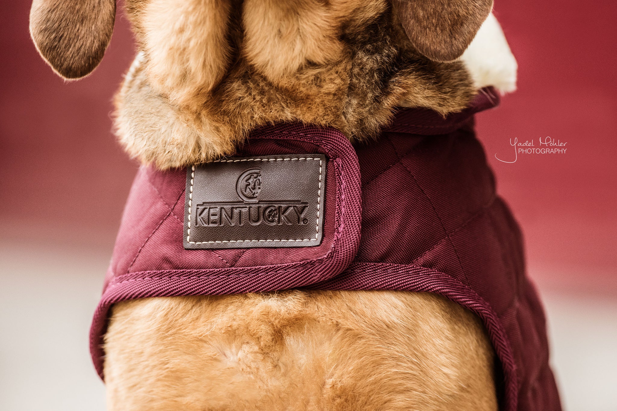 The Kentucky outstanding Dog Coat was made to match the new line of horse rugs. It has a filling of 160gand features an artificial rabbit skin lining for extra comfort which creates tiny air pockets that trap and retain the body heat of the dog. The soft lining also polishes the dog’s hairs and the artificial sheepskin on the neck offers comfort and warmth.