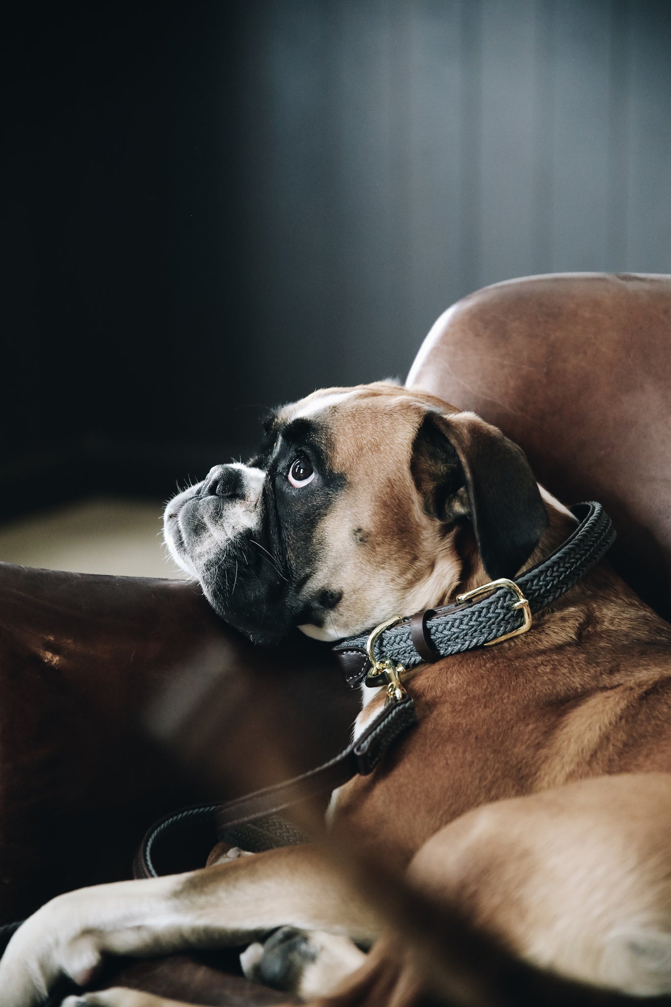 The Kentucky Plaited Nylon Dog Collar is made of artificial leather on the back and the buckle / end (100% animal and vegan friendly) and has a nylon braided design on the face. The dog collar features a gold buckle and ring to attach to the matching Kentucky Plaited Nylon Dog Lead. The small hanger with Kentucky Dog Paw logo can be engraved with your dog&