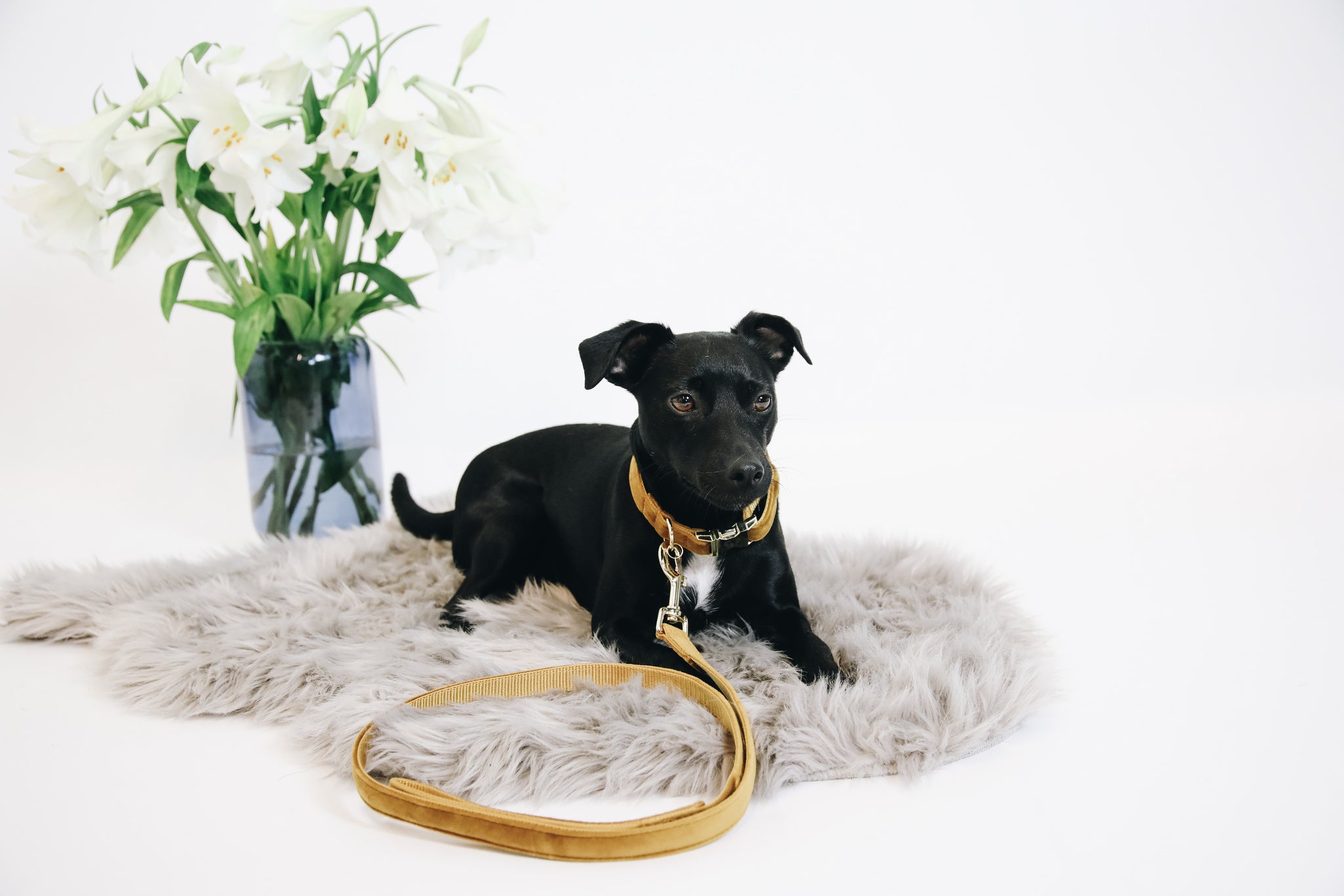 The Kentucky Velvet dog lead is made from a luxury soft yet durable velvet. The lead is lined with nylon for added strength. Self handle and gold clip for attachment to collar.