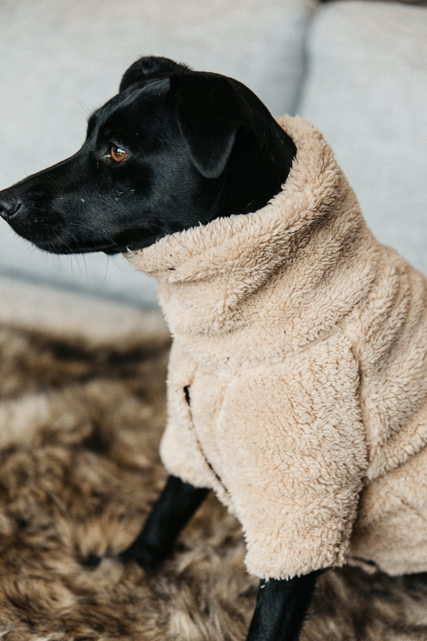 The Kentucky Dogwear Teddy Fleece is made from an extremely soft, comfortable fleeces that your dog will love! Your dog has fully freedom of movement and is ready to face the winter chill in this coat. Thanks to the warm comfortable fleece, this jumper is perfect dog jumper will protect your dog from the cold. The sweater has a very elegant cut which protects the forelegs, the chest as well as the front part of the body. Your dog will therefore be warm whilst still being able to run freely.