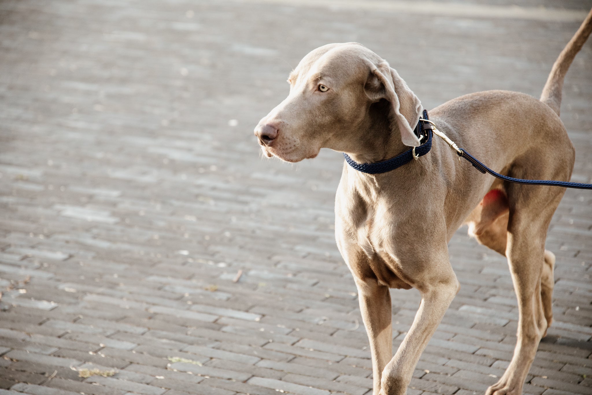 The Kentucky Plaited Nylon Dog lead is made of artificial leather on the back and the buckle / end (100% animal and vegan friendly) and has a nylon braided design on the face.