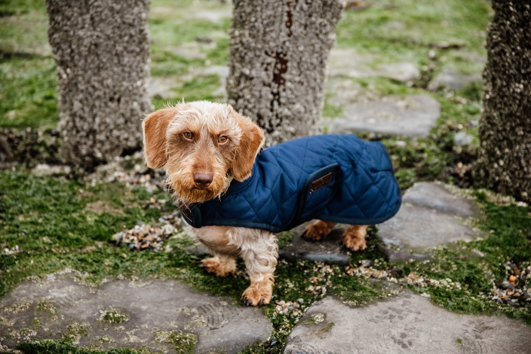 The Kentucky outstanding Dog Coat was made to match the new line of horse rugs. It has a filling of 160gand features an artificial rabbit skin lining for extra comfort which creates tiny air pockets that trap and retain the body heat of the dog. The soft lining also polishes the dog’s hairs and the artificial sheepskin on the neck offers comfort and warmth.