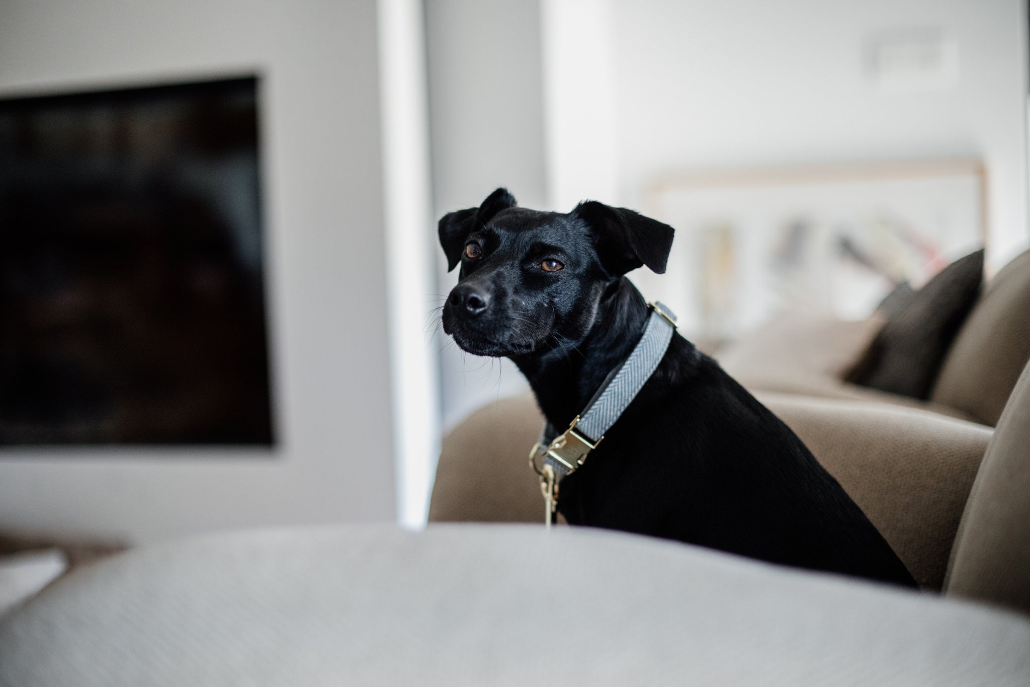 This Kentucky Dog Collar Wool will give your dog a sophisticated look in any circumstances! The diagonal stipe fabric on the outside gives it a wool like aspect, without using any animal ingredient. On the inside, the collar is reinforced with nylon to assure comfort and extra strength.