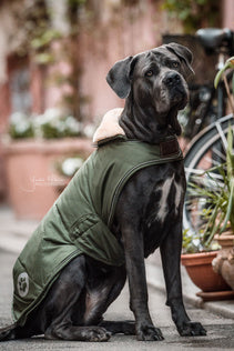 The Kentucky Green Waterproof Dog Coat offers every dog a dry, warm rug during the cold and wet winter days. Filled with a warming 160g and also featuring an artificial faux fur lining for extra comfort. This also creates tiny air pockets that trap and retain the body heat of the dog.