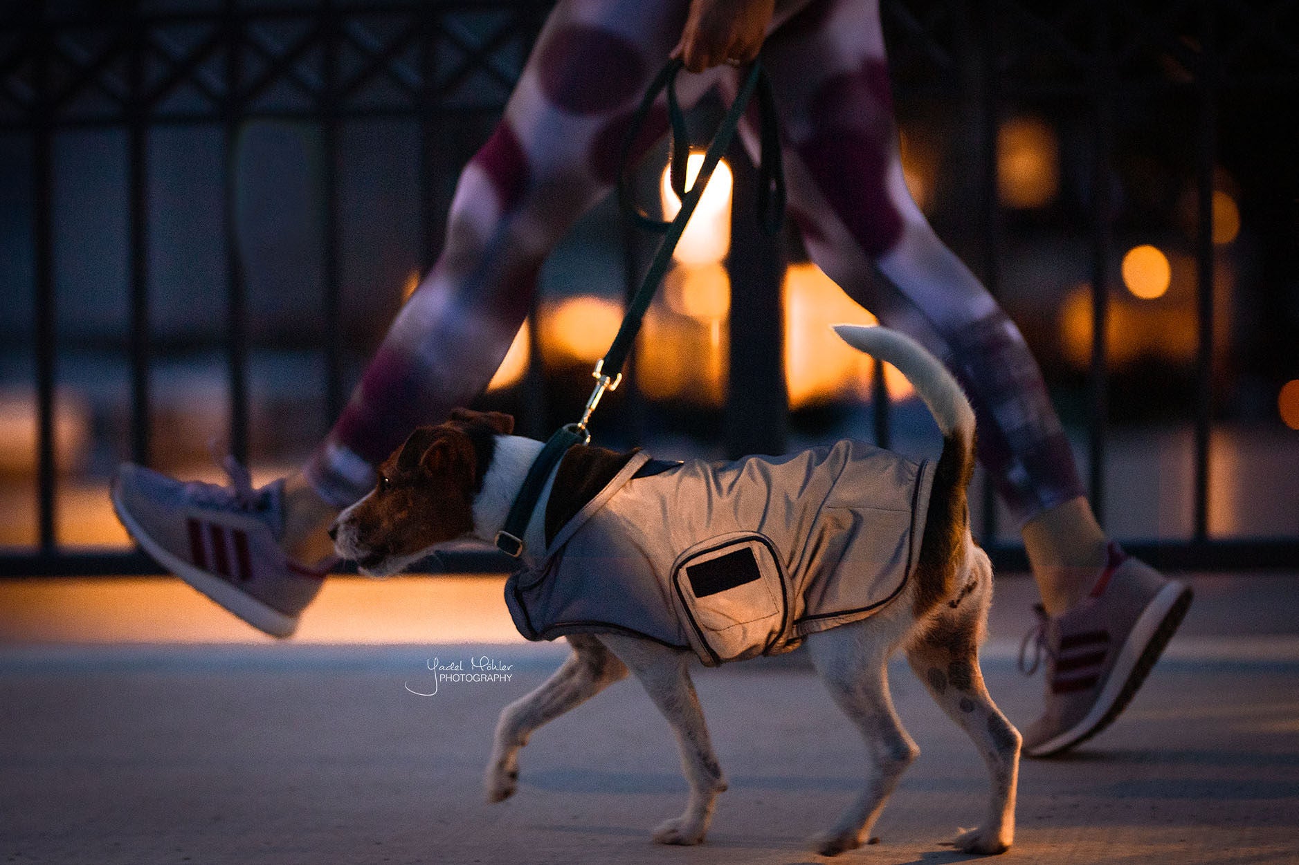 The Kentucky reflective dog coat. This coat is highly reflective and water repellant, sure to keep your dog safe and dry through the winter. You can fold the hood up or down for more protection if required. Underneath the hood is a hole for the dog lead. Fastened with two wide Velcro straps round the chest and under the stomach.