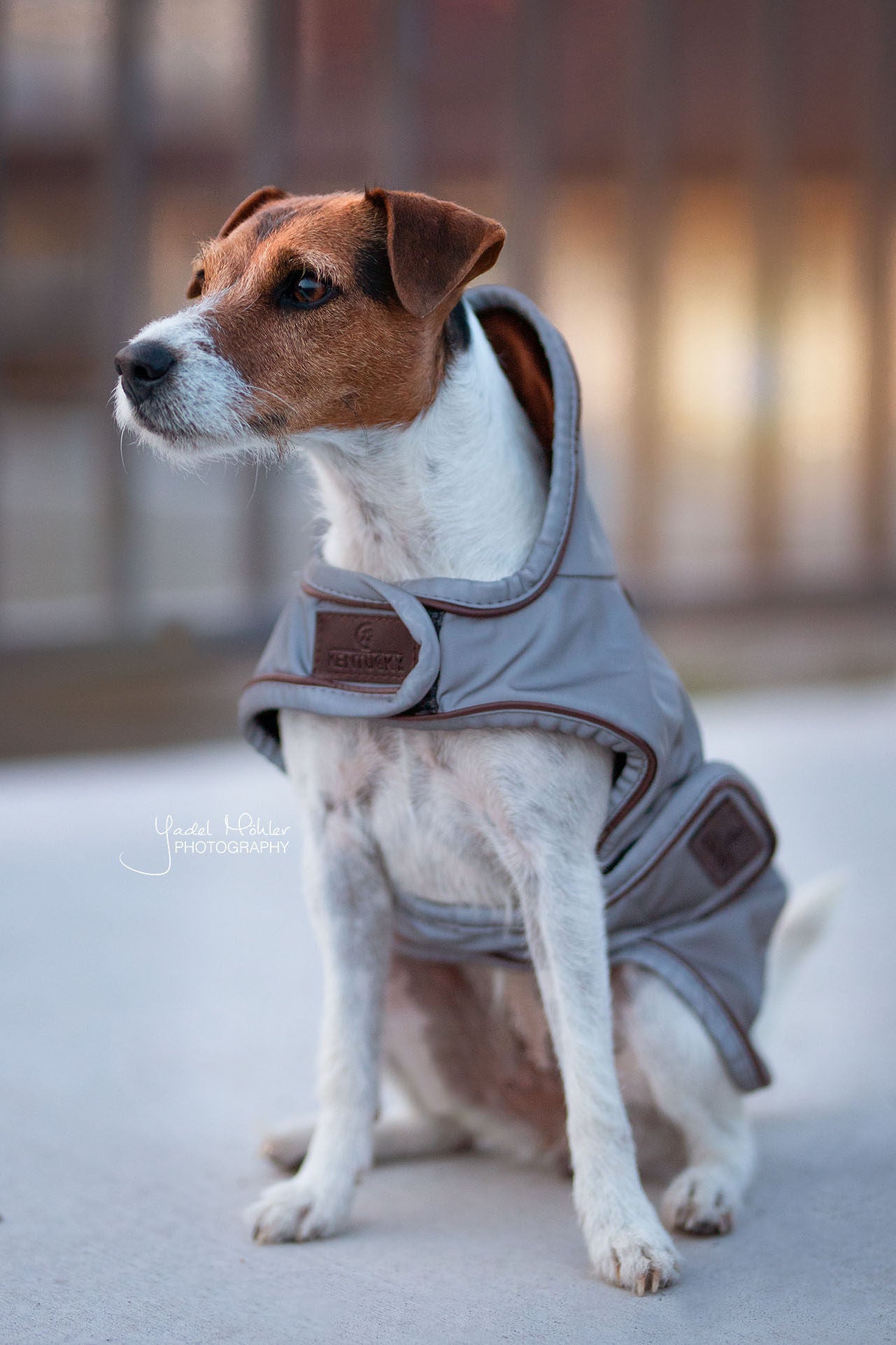 The Kentucky reflective dog coat. This coat is highly reflective and water repellant, sure to keep your dog safe and dry through the winter. You can fold the hood up or down for more protection if required. Underneath the hood is a hole for the dog lead. Fastened with two wide Velcro straps round the chest and under the stomach.