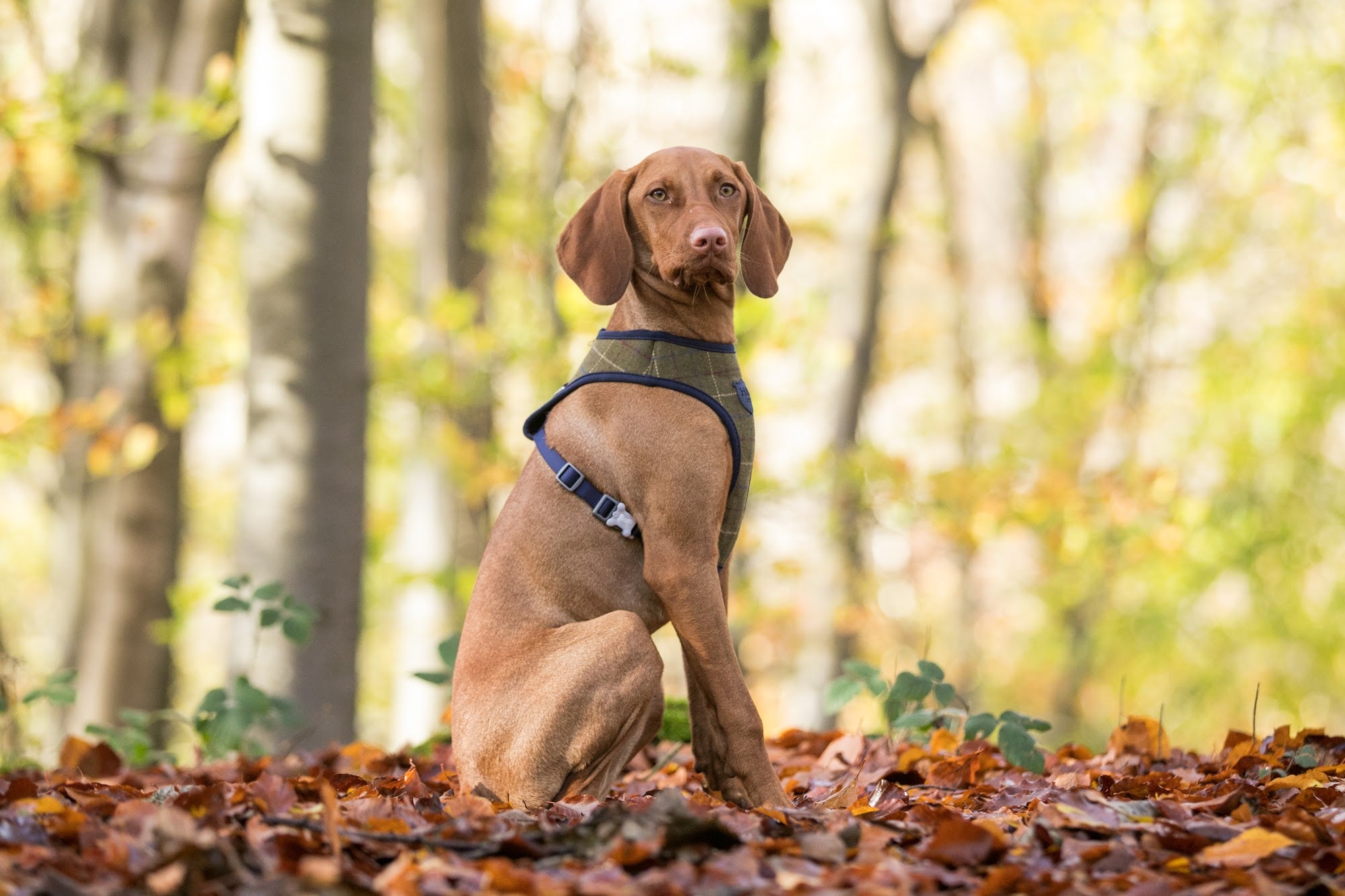 Hugo and Hudson Dark Green Tweed Harness The green dog harnesses are designed to help prevent your dog from pulling, whilst reducing pressure on their neck. The harness is designed so your dog will look and feel great, with four different sizes, that are adjustable , are available to get the perfect fit.