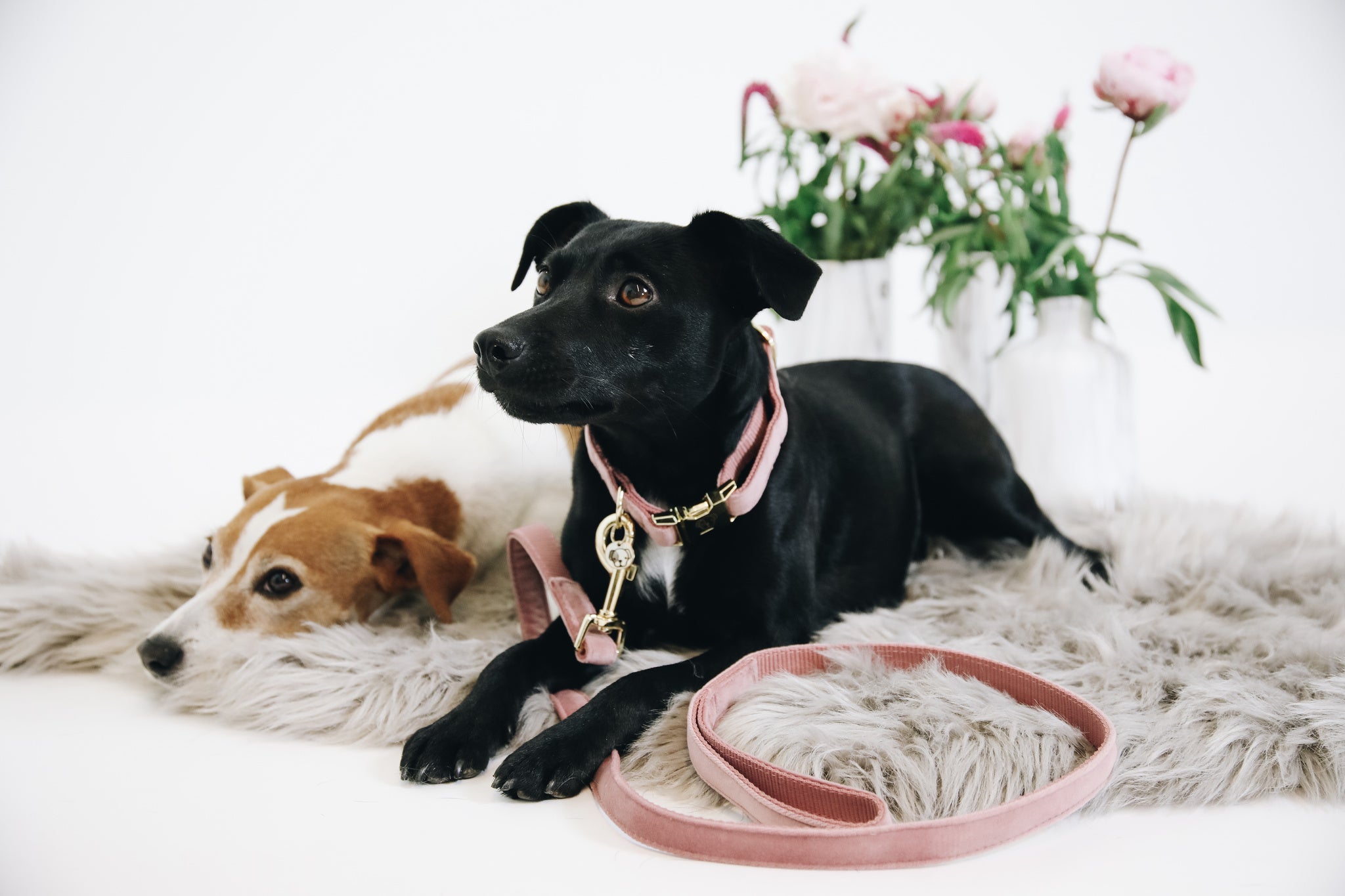 The Kentucky Velvet dog lead is made from a luxury soft yet durable velvet. The lead is lined with nylon for added strength. Self handle and gold clip for attachment to collar.