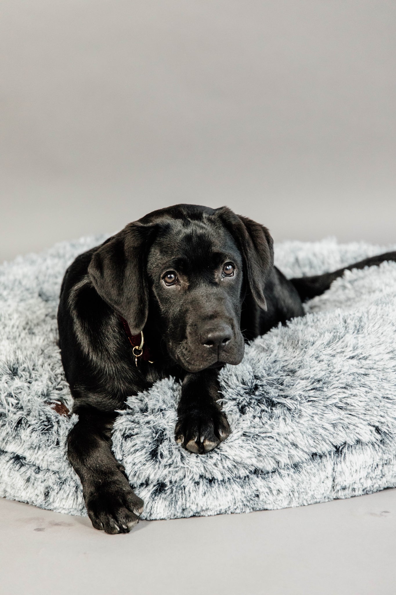 The Kentucky Comfort Donut dog bed has been specially designed to help your dog relax and sleep peacefully. Its donut shape and comfortable fake fur makes the dog feels secure like in a nest, providing ultimate relaxation.