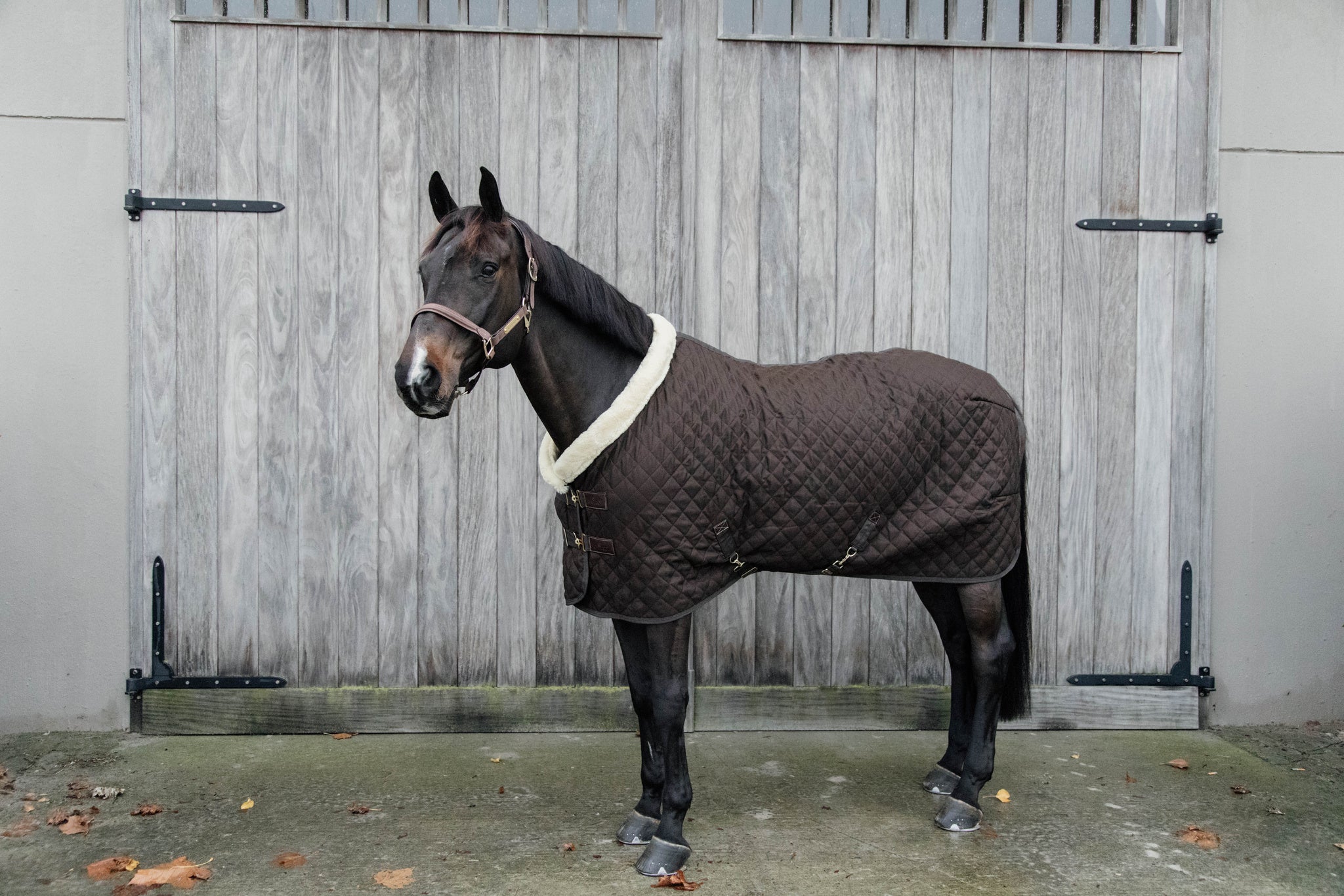 Kentucky Show Rug Brown