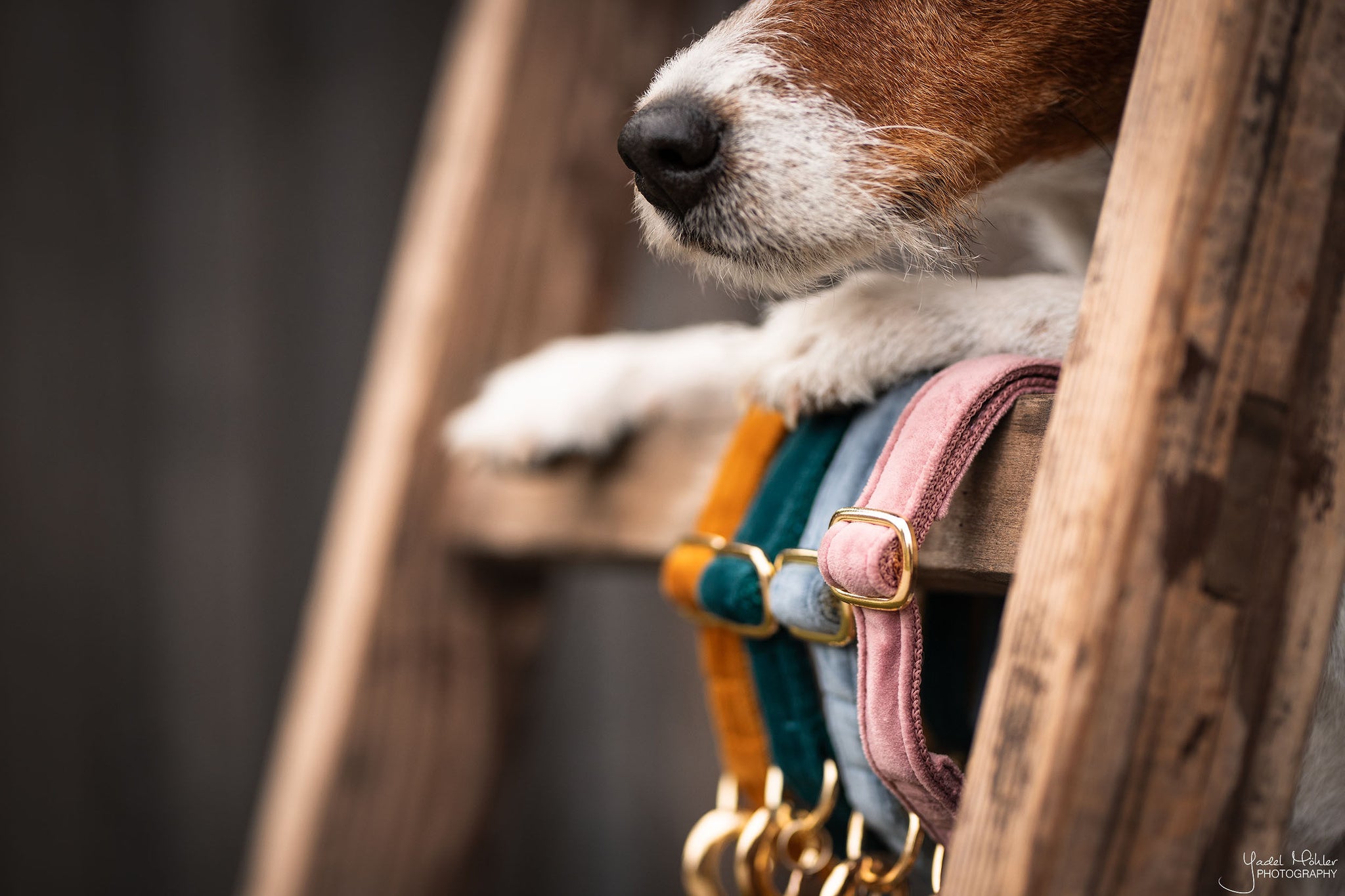 The Kentucky Velvet dog collar is extremely soft yet durable giving a touch of luxury for your dog. these collars are adjustable so great for a growing dog. The collar has a gold clip backless with the Kentucky dog logo and a gold tag for you to engrave. matching leads available.