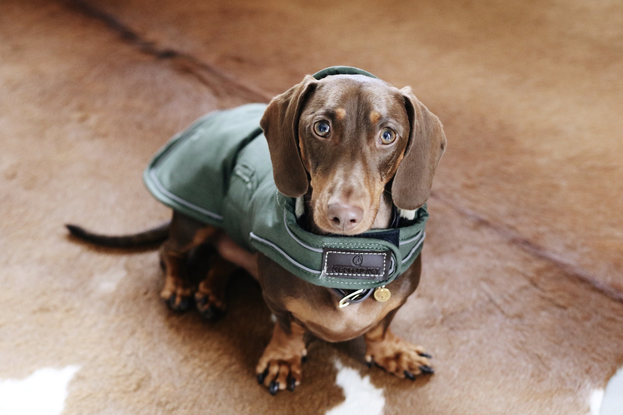 The Kentucky Green Waterproof Dog Coat offers every dog a dry, warm rug during the cold and wet winter days. Filled with a warming 160g and also featuring an artificial faux fur lining for extra comfort. This also creates tiny air pockets that trap and retain the body heat of the dog.