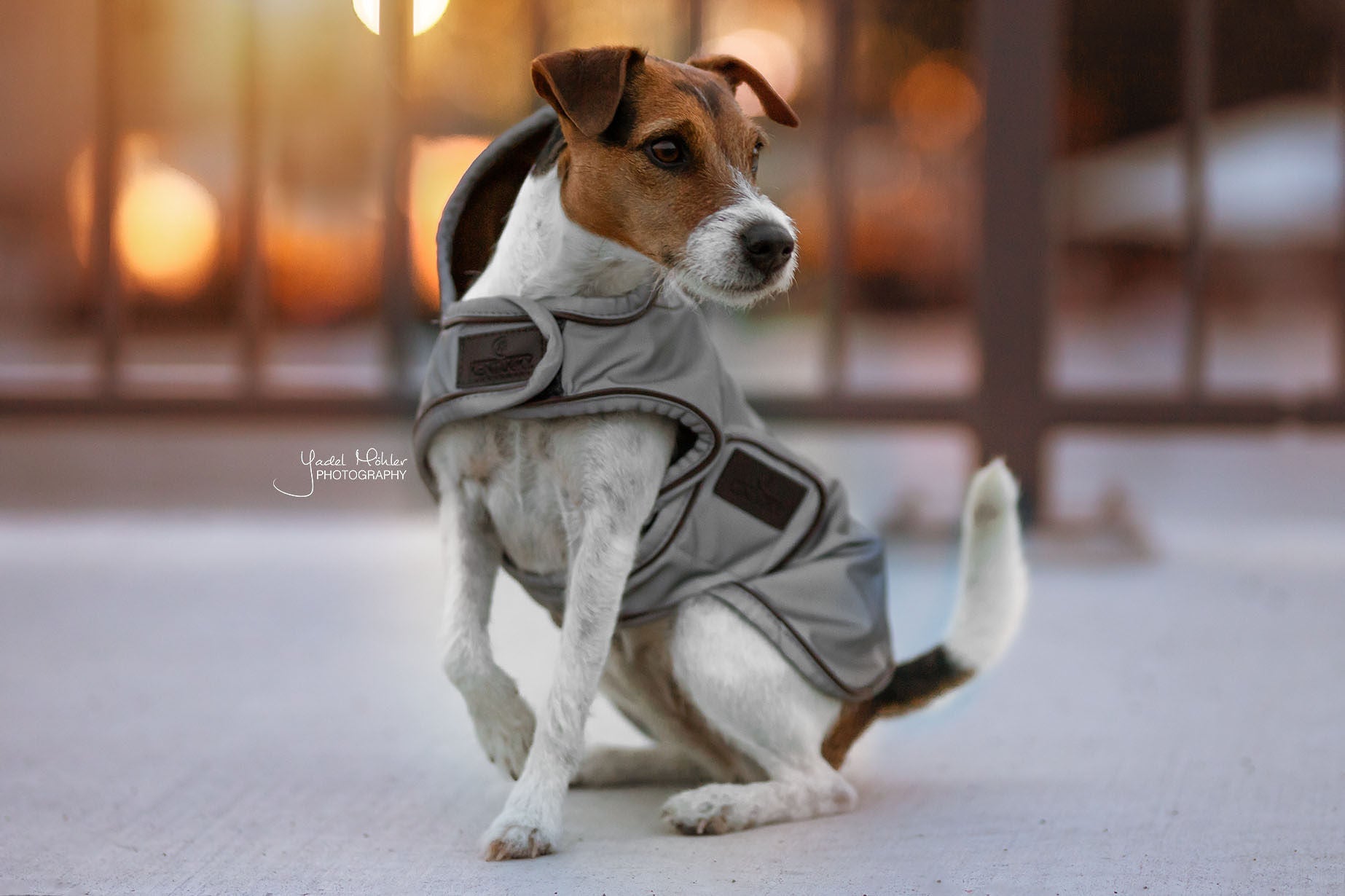 The Kentucky reflective dog coat. This coat is highly reflective and water repellant, sure to keep your dog safe and dry through the winter. You can fold the hood up or down for more protection if required. Underneath the hood is a hole for the dog lead. Fastened with two wide Velcro straps round the chest and under the stomach.