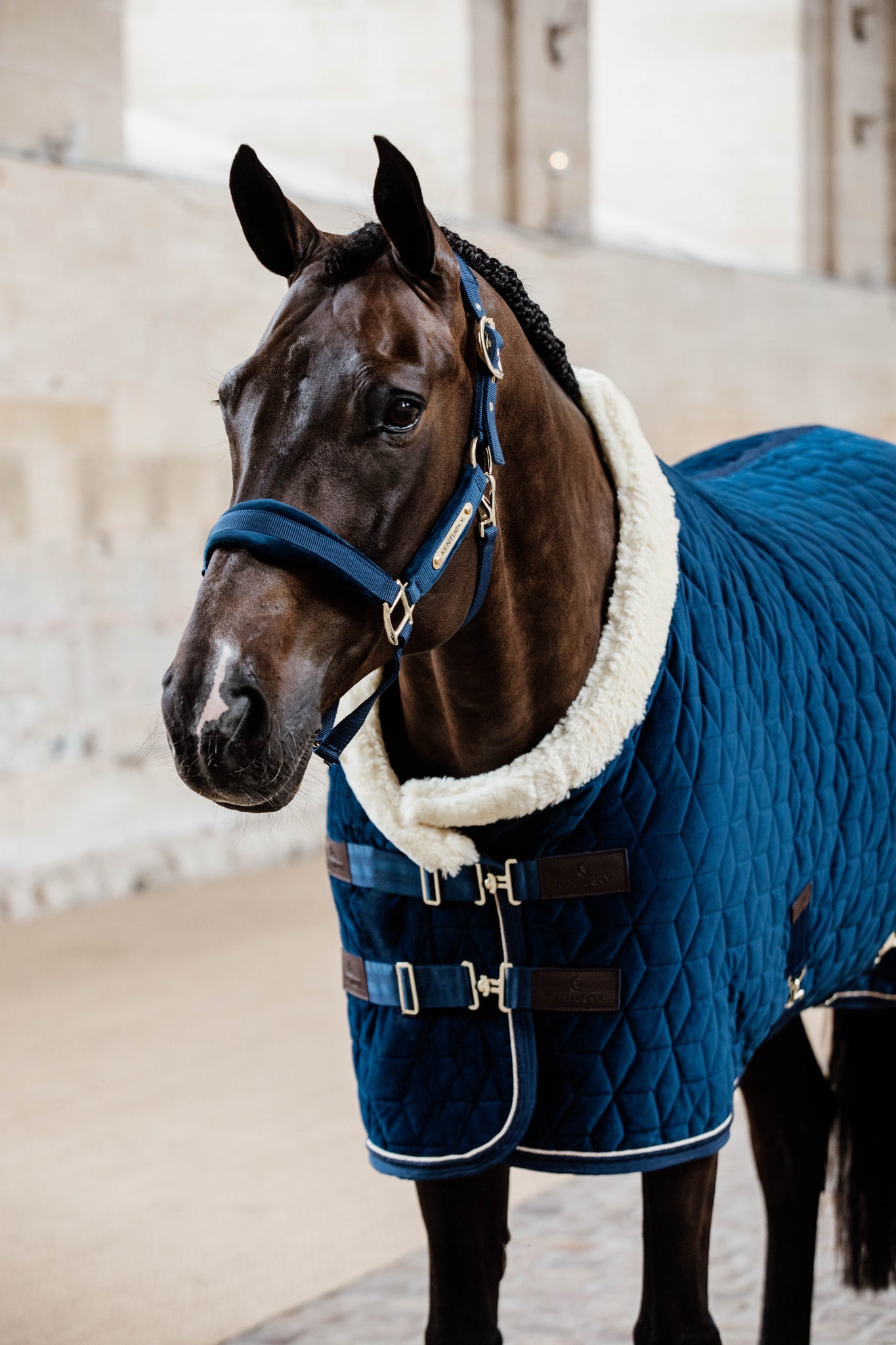 Kentucky Blue Velvet Show Rug
