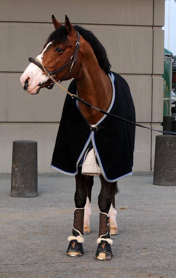 These Kentucky boots can be used for exercise or turnout making them very versatile. They are breathable, durable and waterproof so will withstand the winter weather and help keep your horses legs safe, warm and dry.