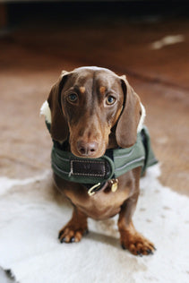 The Kentucky Green Waterproof Dog Coat offers every dog a dry, warm rug during the cold and wet winter days. Filled with a warming 160g and also featuring an artificial faux fur lining for extra comfort. This also creates tiny air pockets that trap and retain the body heat of the dog.