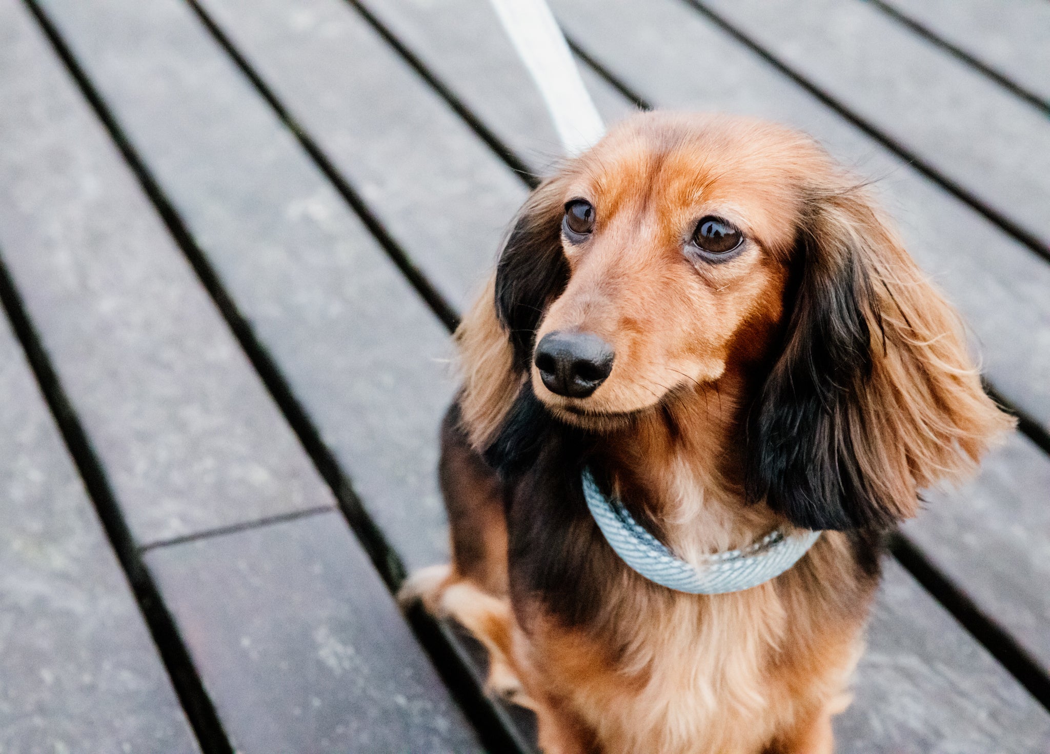Kentucky Wool Dog Collar