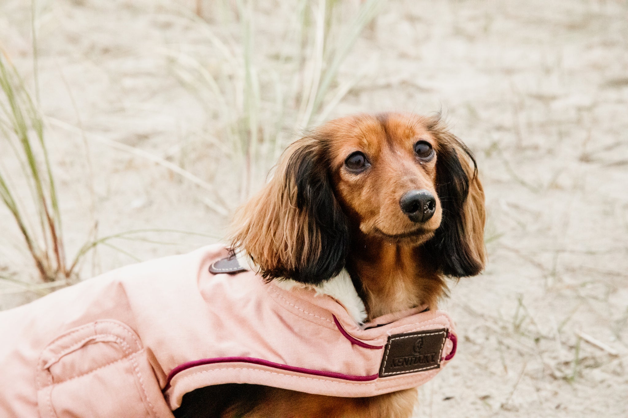 The Kentucky Coral Waterproof Dog Coat offers every dog a dry, warm rug during the cold and wet winter days. Filled with a warming 160g and also featuring an artificial faux fur lining for extra comfort. This also creates tiny air pockets that trap and retain the body heat of the dog.