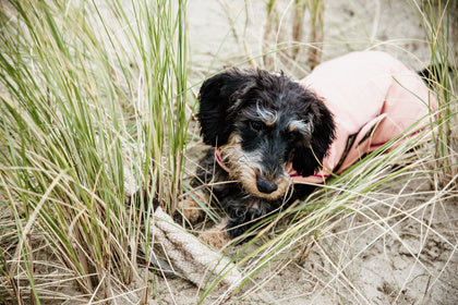 The Kentucky Coral Waterproof Dog Coat offers every dog a dry, warm rug during the cold and wet winter days. Filled with a warming 160g and also featuring an artificial faux fur lining for extra comfort. This also creates tiny air pockets that trap and retain the body heat of the dog.