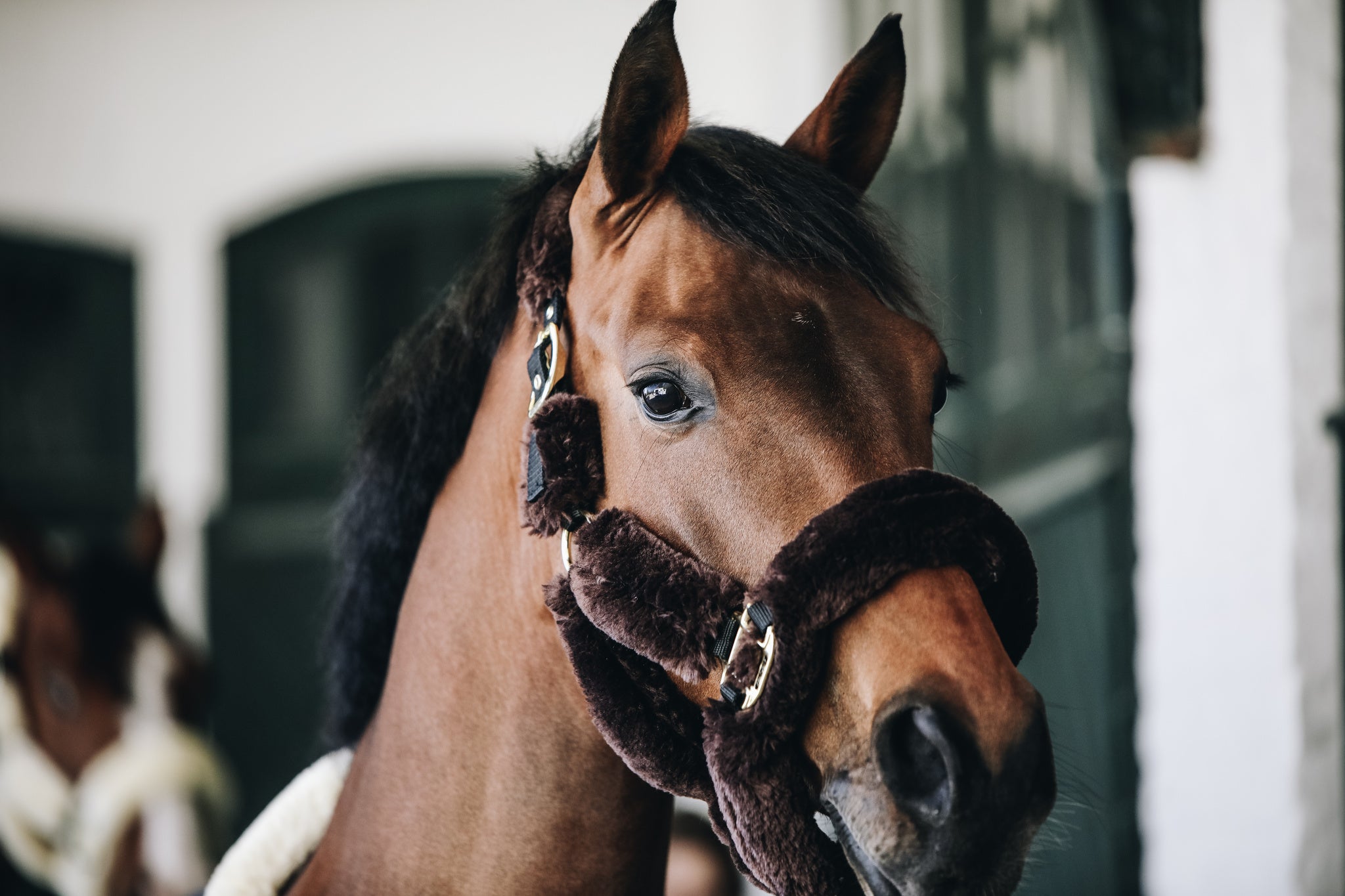 The Kentucky Horsewear Sheepskin Shipping Halter is an extremely soft and comfortable halter mainly used during transportation.