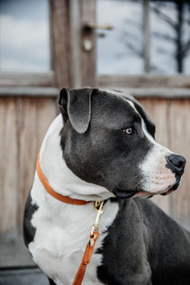The Kentucky Velvet dog collar is extremely soft yet durable giving a touch of luxury for your dog. these collars are adjustable so great for a growing dog. The collar has a gold clip backless with the Kentucky dog logo and a gold tag for you to engrave. matching leads available.