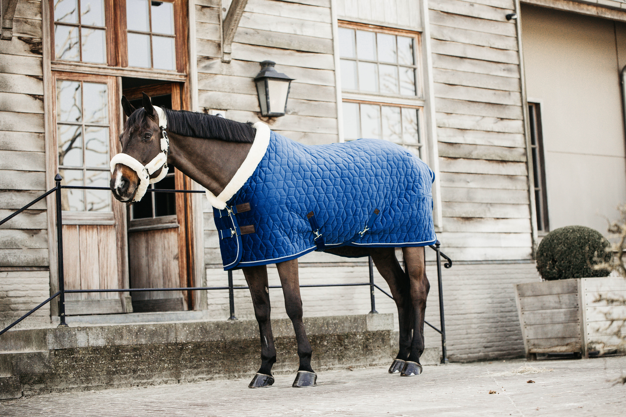 Kentucky Blue Velvet Show Rug