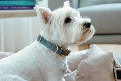 Kentucky Velvet Dog Collar