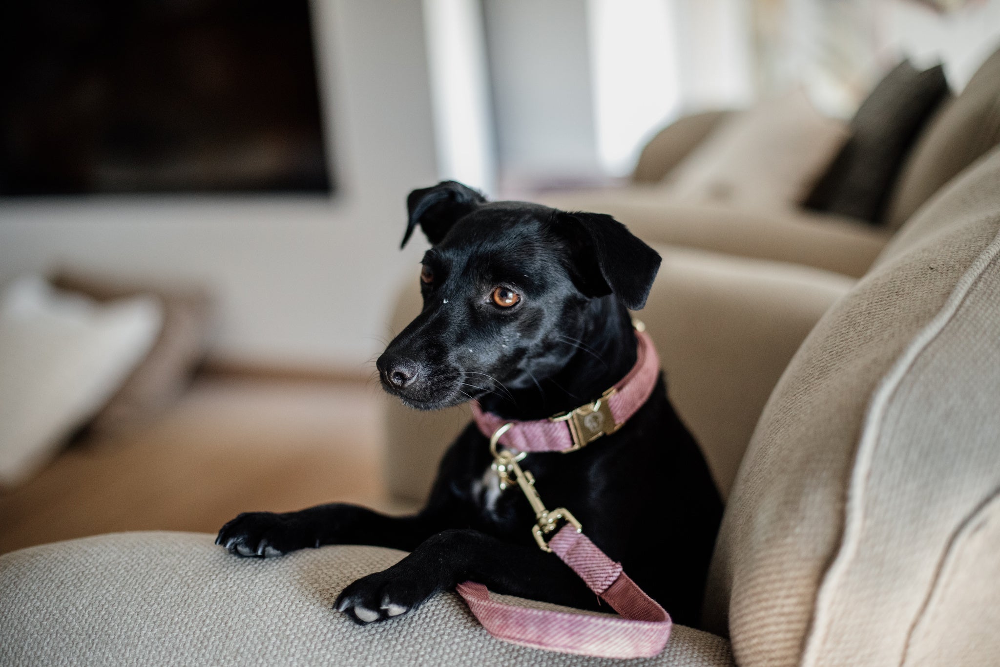 This Kentucky Dog Collar Wool will give your dog a sophisticated look in any circumstances! The diagonal stipe fabric on the outside gives it a wool like aspect, without using any animal ingredient. On the inside, the collar is reinforced with nylon to assure comfort and extra strength.