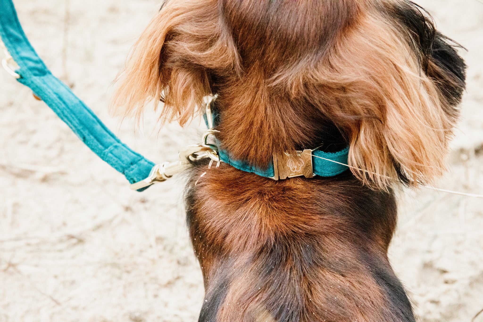 The Kentucky Velvet dog lead is made from a luxury soft yet durable velvet. The lead is lined with nylon for added strength. Self handle and gold clip for attachment to collar.