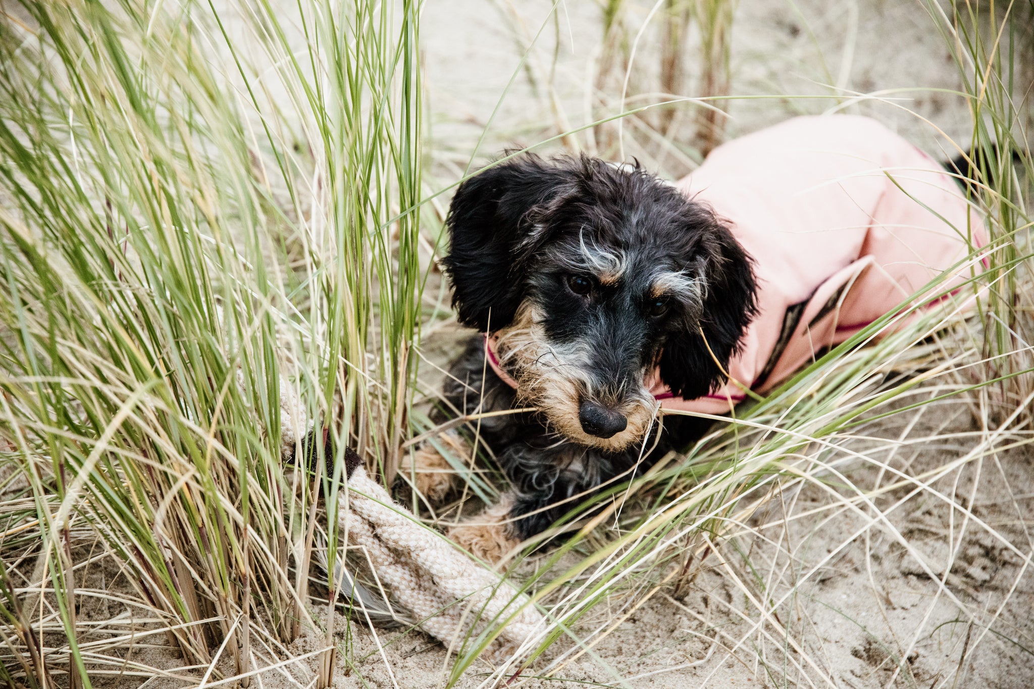 The Kentucky Coral Waterproof Dog Coat offers every dog a dry, warm rug during the cold and wet winter days. Filled with a warming 160g and also featuring an artificial faux fur lining for extra comfort. This also creates tiny air pockets that trap and retain the body heat of the dog.