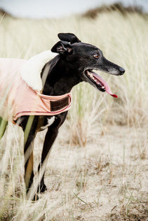 The Kentucky Coral Waterproof Dog Coat offers every dog a dry, warm rug during the cold and wet winter days. Filled with a warming 160g and also featuring an artificial faux fur lining for extra comfort. This also creates tiny air pockets that trap and retain the body heat of the dog.