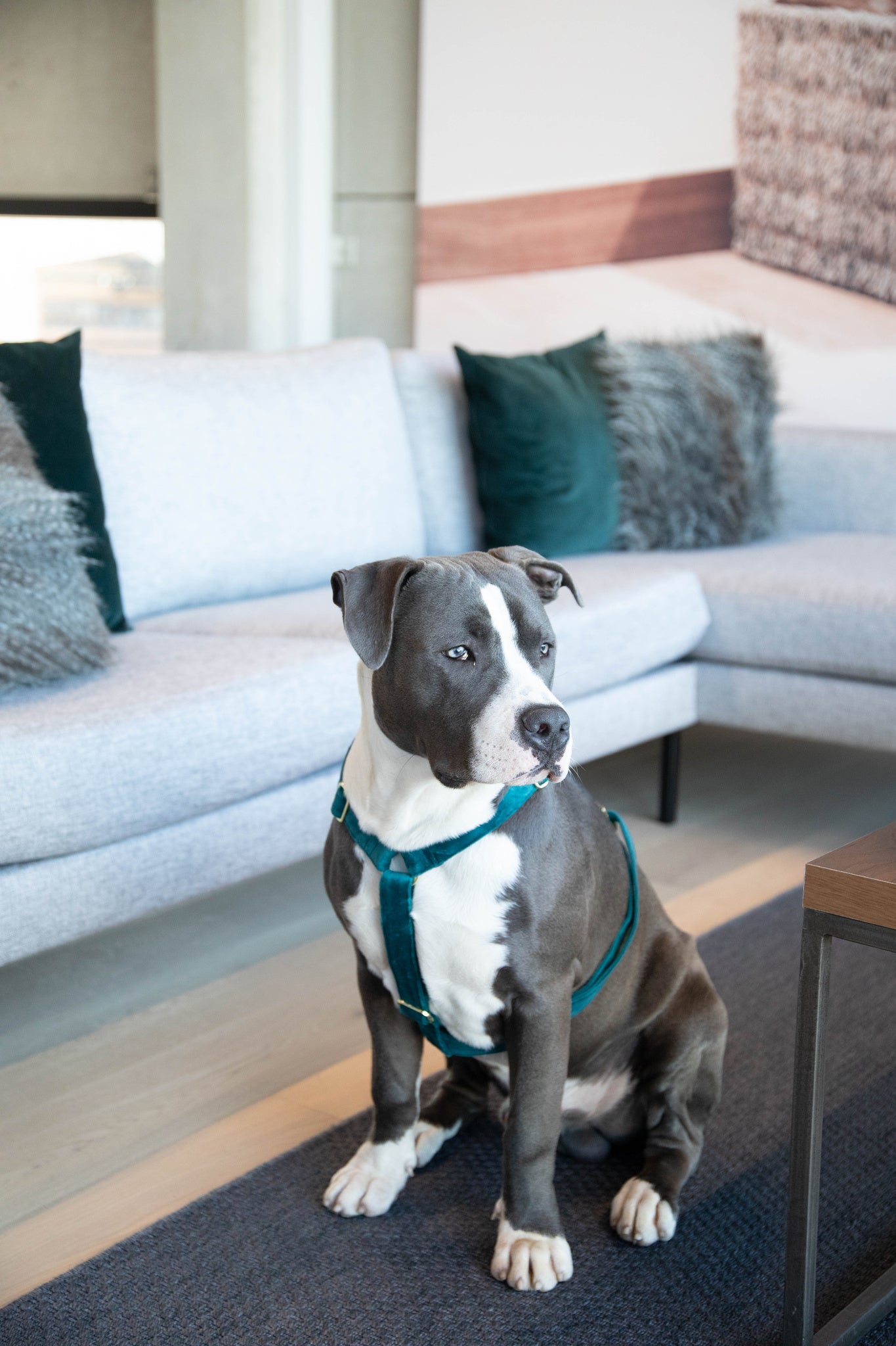 Kentucky Velvet Emerald Dog Harness