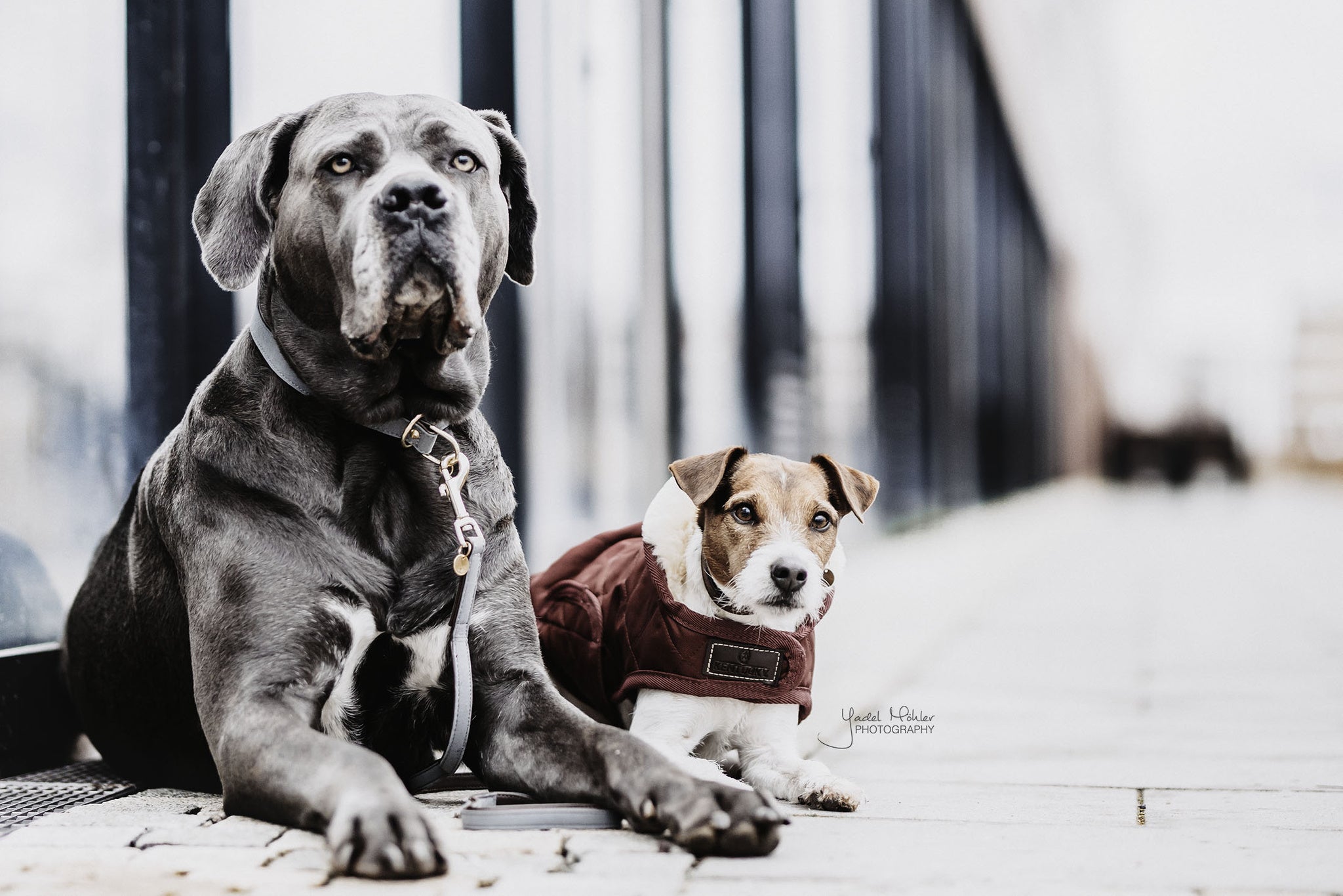 The Kentucky outstanding Dog Coat was made to match the new line of horse rugs. It has a filling of 160gand features an artificial rabbit skin lining for extra comfort which creates tiny air pockets that trap and retain the body heat of the dog. The soft lining also polishes the dog’s hairs and the artificial sheepskin on the neck offers comfort and warmth.
