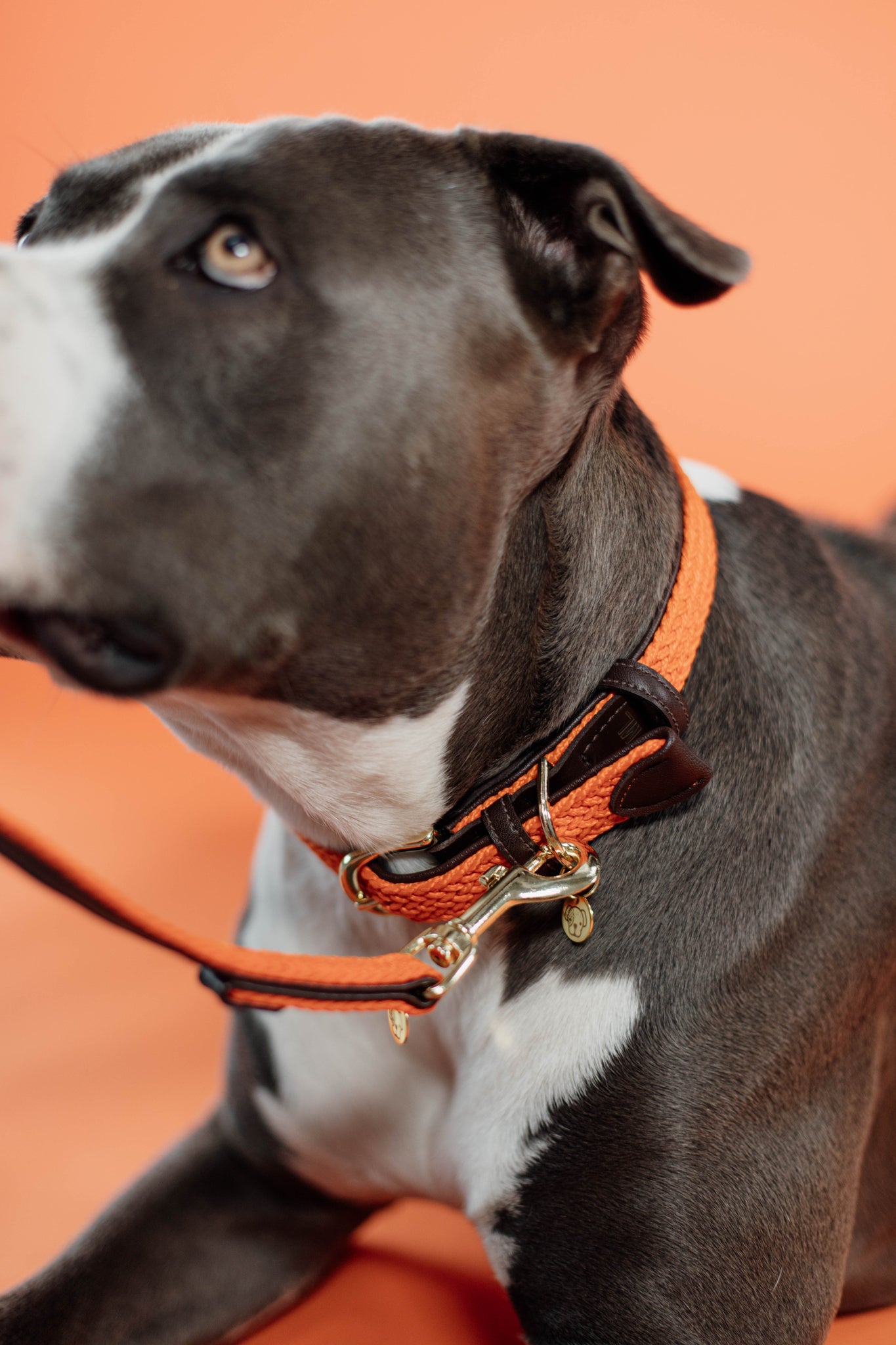 Kentucky Plaited Nylon Dog Collar