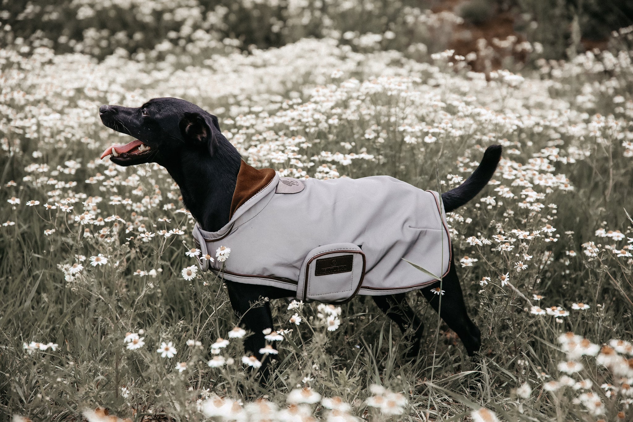 The Kentucky reflective dog coat. This coat is highly reflective and water repellant, sure to keep your dog safe and dry through the winter. You can fold the hood up or down for more protection if required. Underneath the hood is a hole for the dog lead. Fastened with two wide Velcro straps round the chest and under the stomach.