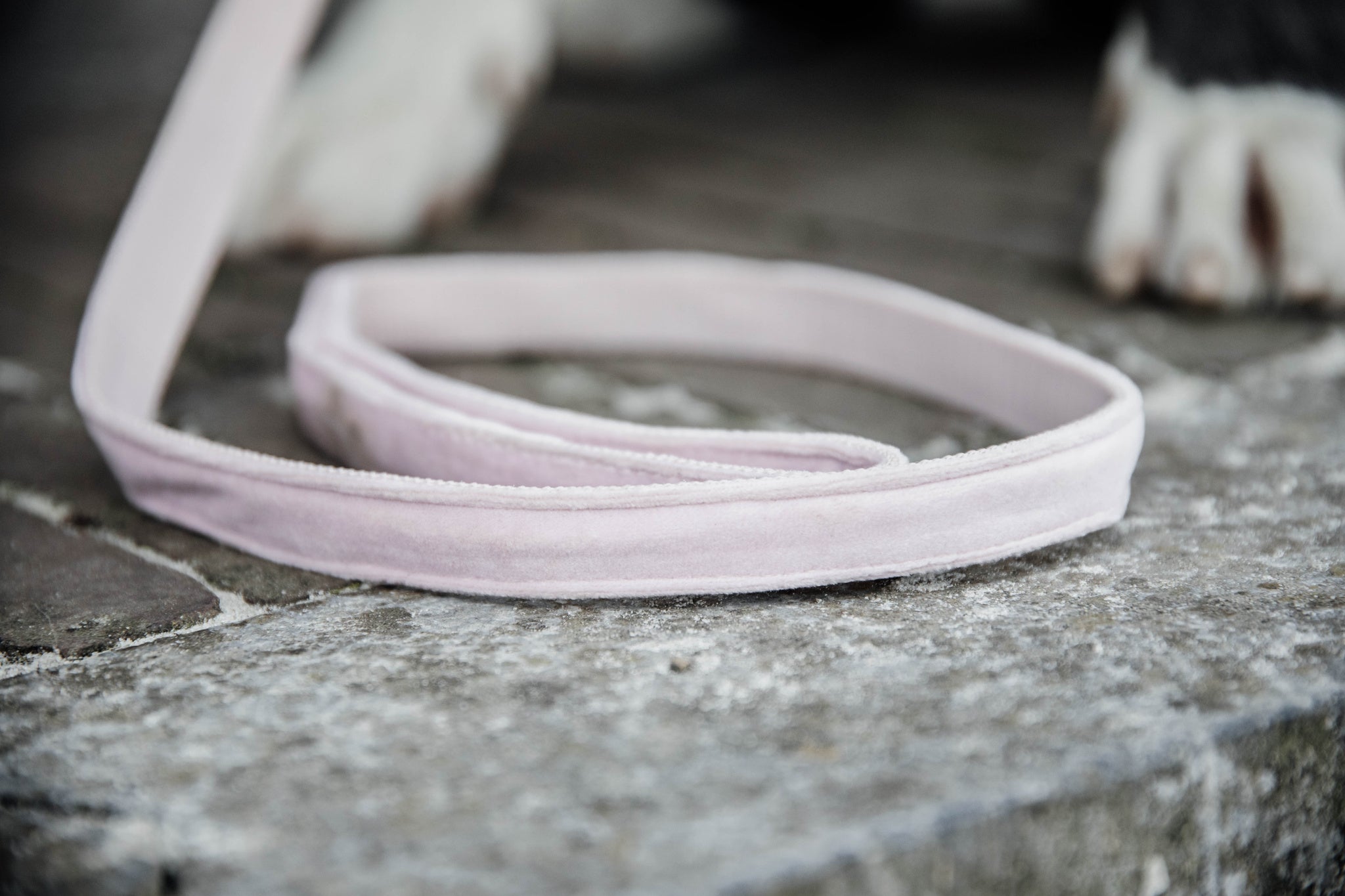 The Kentucky Velvet dog lead is made from a luxury soft yet durable velvet. The lead is lined with nylon for added strength. Self handle and gold clip for attachment to collar.
