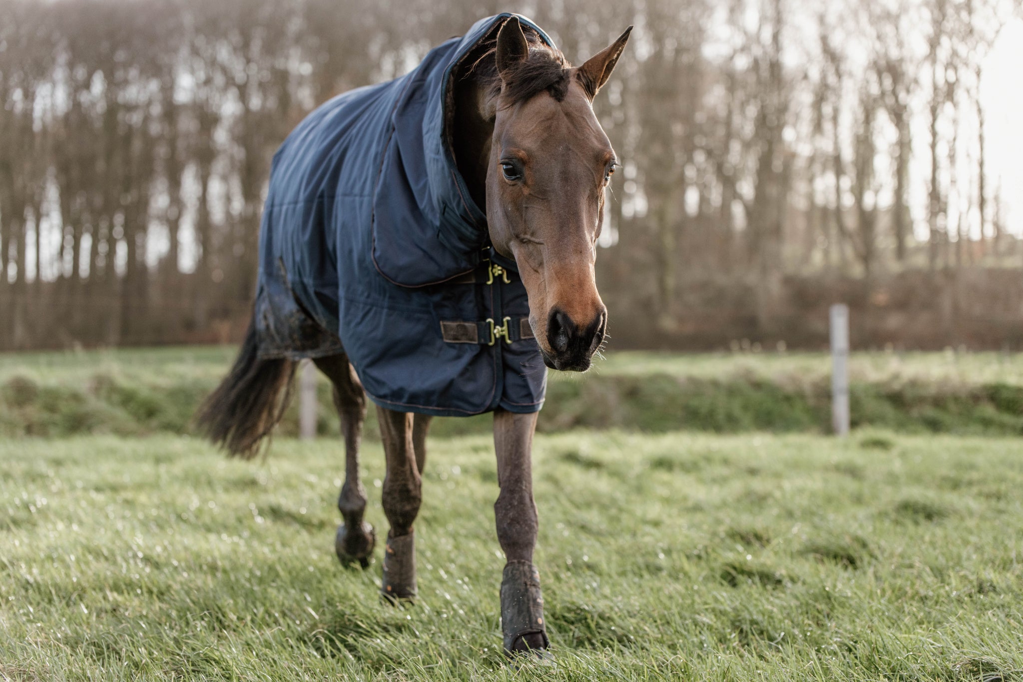 This Turnout Rug All Weather has a 0g filling and is very strong. The outside fabric is made of 1680D high tenacity polyester which makes the rug extremely strong, durable and dirt-repellent.