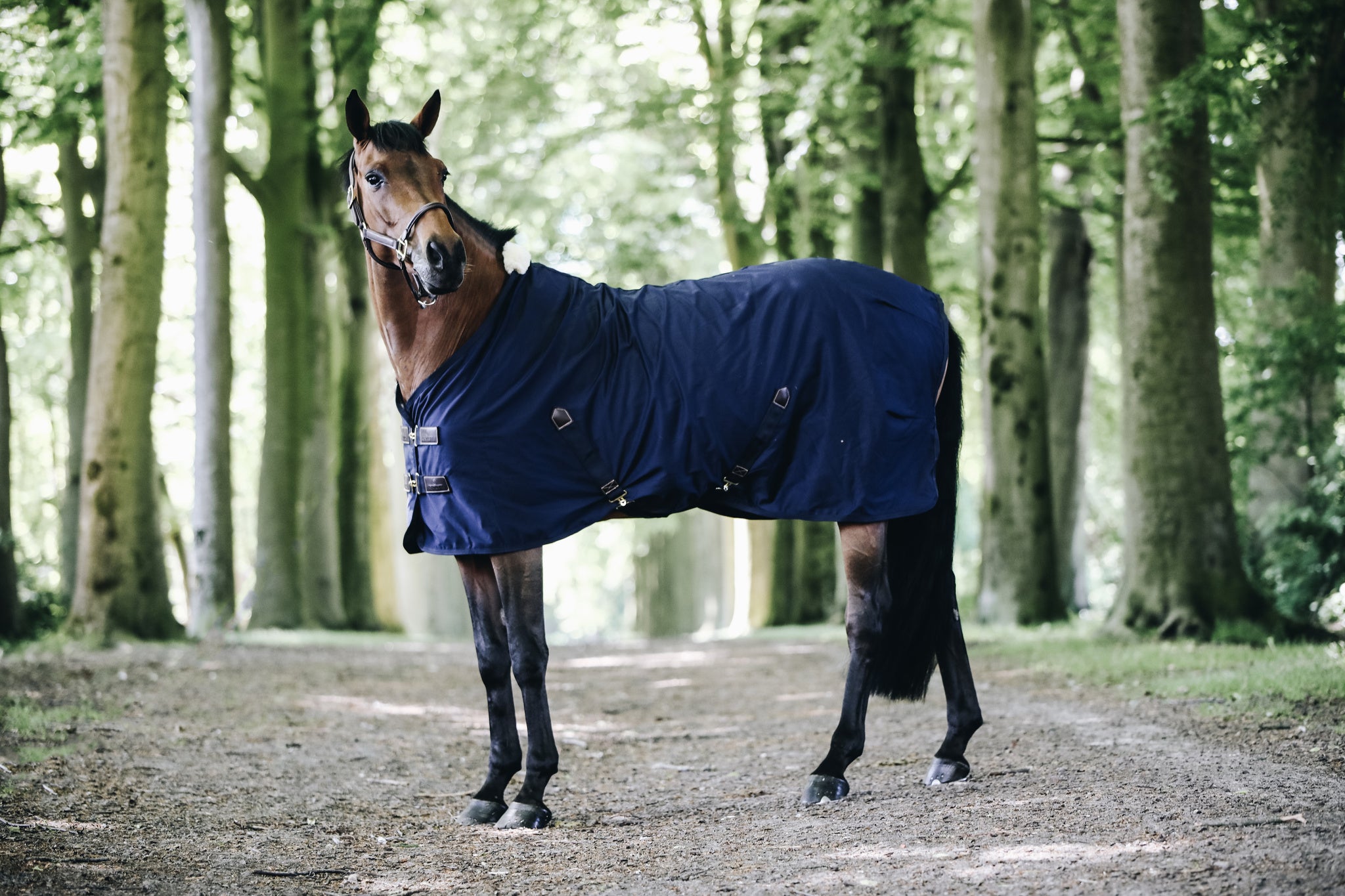 The Kentucky cotton sheet is perfect as the weather gets warmer. The Cotton Sheet is a practical lightweight luxury horse rug that will keep your horse comfortable during the summer months. Fitted with Kentucky’s soft artificial sheepskin which is added to the wither only which provides extra comfort and protection for your horse.