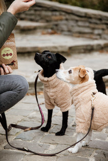 The Kentucky Dogwear Teddy Fleece is made from an extremely soft, comfortable fleeces that your dog will love! Your dog has fully freedom of movement and is ready to face the winter chill in this coat. Thanks to the warm comfortable fleece, this jumper is perfect dog jumper will protect your dog from the cold. The sweater has a very elegant cut which protects the forelegs, the chest as well as the front part of the body. Your dog will therefore be warm whilst still being able to run freely.