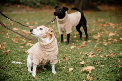 The Kentucky Dogwear Teddy Fleece is made from an extremely soft, comfortable fleeces that your dog will love! Your dog has fully freedom of movement and is ready to face the winter chill in this coat. Thanks to the warm comfortable fleece, this jumper is perfect dog jumper will protect your dog from the cold. The sweater has a very elegant cut which protects the forelegs, the chest as well as the front part of the body. Your dog will therefore be warm whilst still being able to run freely.