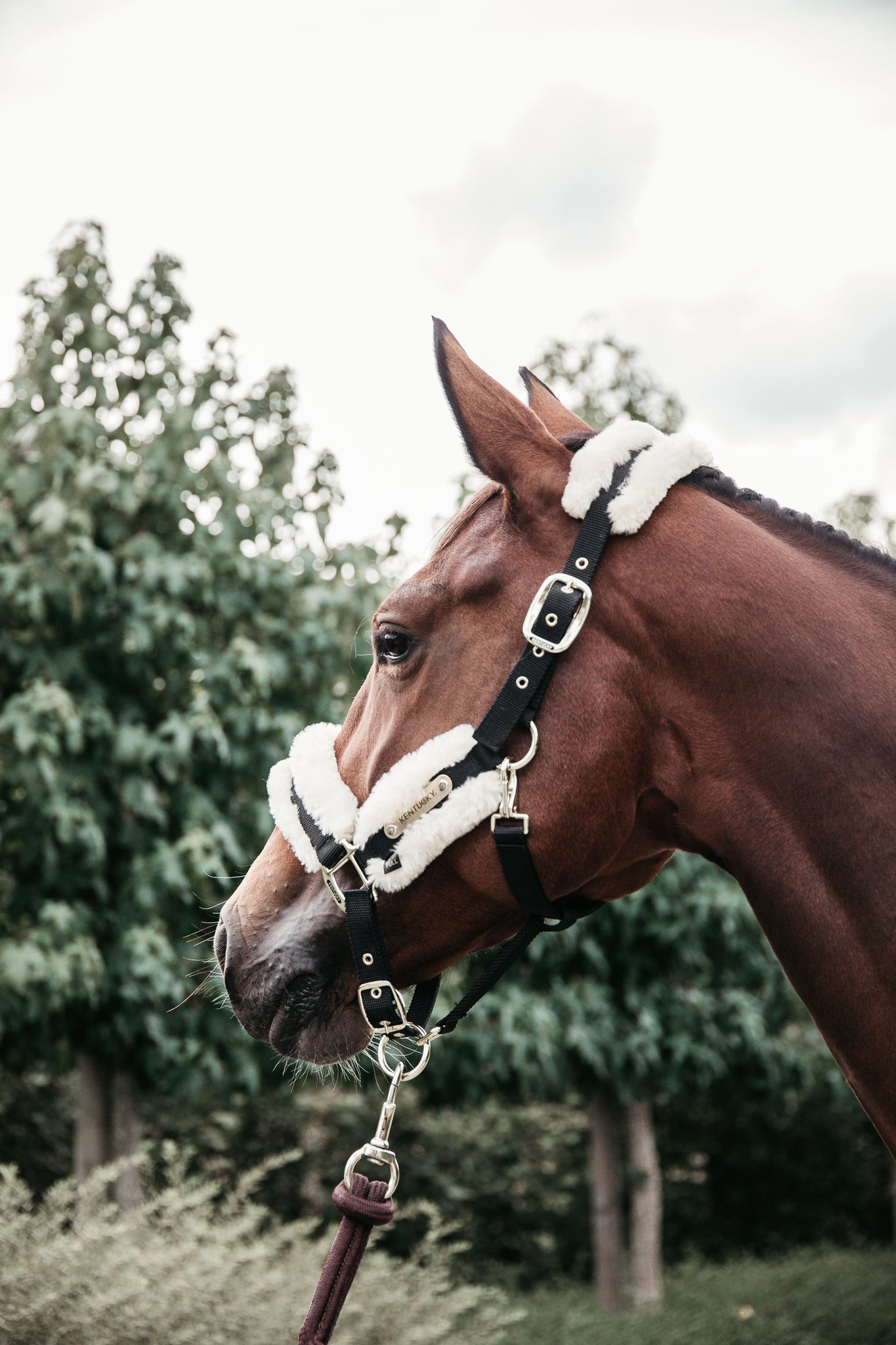 Nylon Sheepskin Halter with artificial sheepskin is for daily use. The halter is made of verystrong nylon in combination with our new artificial sheepskin which is attached directly onto the nylon.